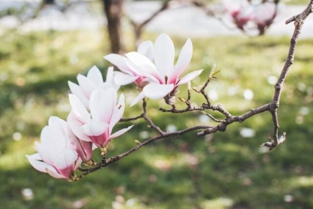 Magnolia w ogrodzie – jakie ma potrzeby i jak pielęgnować to drzewo